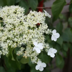 Plant in a Box Hortensia - Set van 3 - Hydrangea anomale petiolaris - Hoogte 25-40cm - ⌀9cm New