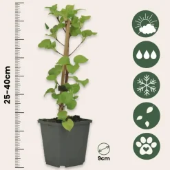 Plant in a Box Hortensia - Set van 3 - Hydrangea anomale petiolaris - Hoogte 25-40cm - ⌀9cm New