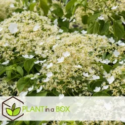 Plant in a Box Hortensia - Set van 3 - Hydrangea anomale petiolaris - Hoogte 25-40cm - ⌀9cm New