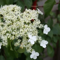 Plant in a Box Hortensia - Set van 2 - Hydrangea anomale Petiolaris - Hoogte 60-70cm - ⌀15cm Hot