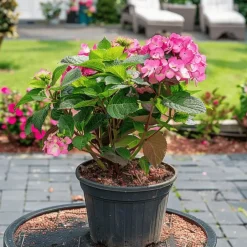 Plant in a Box Hortensia - Set van 2 - Hydrangea serrata 'Dare Devil' - Hoogte 19cm Sale