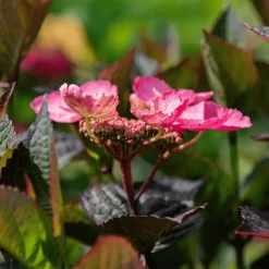 Plant in a Box Hortensia - Set van 2 - Hydrangea serrata 'Dare Devil' - Hoogte 19cm Sale