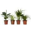 Plant in a Box Huisdiervriendelijke planten - Set van 4 - Kamerplanten - Hoogte 25-40cm - ⌀12cm
