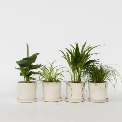 Plant in a Box Huisdiervriendelijke planten - Set van 4 - Kamerplanten - Hoogte 25-40cm - ⌀12cm