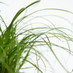 Plant in a Box Huisdiervriendelijke planten - Set van 4 - Kamerplanten - Hoogte 25-40cm - ⌀12cm