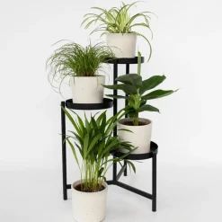 Plant in a Box Huisdiervriendelijke planten - Set van 4 - Kamerplanten - Hoogte 25-40cm - ⌀12cm