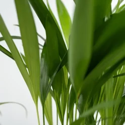 Plant in a Box Huisdiervriendelijke planten - Set van 4 - Kamerplanten - Hoogte 25-40cm - ⌀12cm