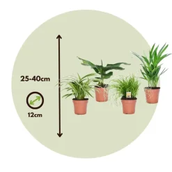 Plant in a Box Huisdiervriendelijke planten - Set van 4 - Kamerplanten - Hoogte 25-40cm - ⌀12cm