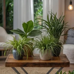 Plant in a Box Huisdiervriendelijke planten - Set van 4 - Kamerplanten - Hoogte 25-40cm - ⌀12cm