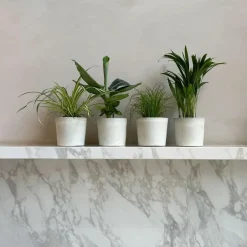 Plant in a Box Huisdiervriendelijke planten - Set van 4 - Kamerplanten - Hoogte 25-40cm - ⌀12cm