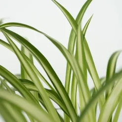 Plant in a Box Huisdiervriendelijke planten - Set van 4 - Kamerplanten - Hoogte 25-40cm - ⌀12cm