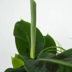 Plant in a Box Huisdiervriendelijke planten - Set van 4 - Kamerplanten - Hoogte 25-40cm - ⌀12cm