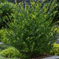 Plant in a Box Hulsthaag - Set van 48 - Ilex crenata 'Jenny' - Hoogte 10-20cm - ⌀9cm Sale