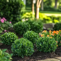 Plant in a Box Hulsthaag - Set van 48 - Ilex crenata 'Jenny' - Hoogte 10-20cm - ⌀9cm Sale