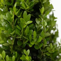 Plant in a Box Hulsthaag - Set van 48 - Ilex crenata 'Jenny' - Hoogte 10-20cm - ⌀9cm Sale