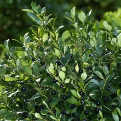 Plant in a Box Hulsthaag - Set van 48 - Ilex crenata 'Jenny' - Hoogte 10-20cm - ⌀9cm Sale
