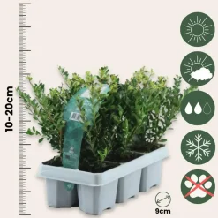 Plant in a Box Hulsthaag - Set van 12 - Ilex crenata 'Jenny' - Hoogte 10-20cm - ⌀9cm Discount