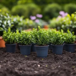 Plant in a Box Hulsthaag - Set van 12 - Ilex crenata 'Jenny' - Hoogte 10-20cm - ⌀9cm Discount