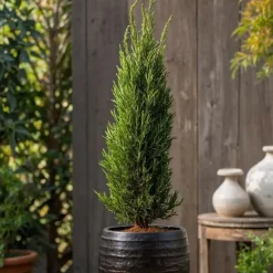 Plant in a Box Italiaanse cipres - Set van 2 - Cupressus sempervirens - Hoogte 70-80cm - ⌀19cm