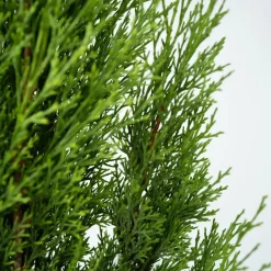 Plant in a Box Italiaanse cipres - Set van 2 - Cupressus sempervirens - Hoogte 70-80cm - ⌀19cm