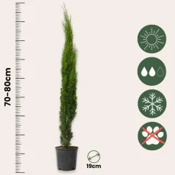 Plant in a Box Italiaanse cipres - Set van 2 - Cupressus sempervirens - Hoogte 70-80cm - ⌀19cm