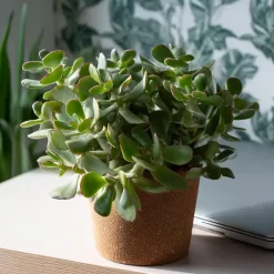 Plant in a Box Jadeplant - Crassula arborescens 'Curly' - Hoogte 15-25 cm - Pot 12 c Outlet