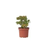 Plant in a Box Jadeplant - Crassula ovata 'Minor' - Hoogte 45-50cm - ⌀23cm Outlet