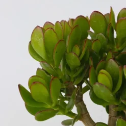 Plant in a Box Jadeplant - Crassula ovata 'Minor' - Hoogte 45-50cm - ⌀23cm Outlet