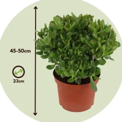 Plant in a Box Jadeplant - Crassula ovata 'Minor' - Hoogte 45-50cm - ⌀23cm Outlet