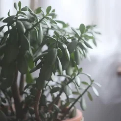 Plant in a Box Jadeplant - Crassula ovata 'Minor' - Hoogte 45-50cm - ⌀23cm Outlet