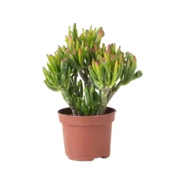 Plant in a Box Jadeplant - Crassula ovata 'Hobbit' - Hoogte 10-20cm - ⌀12cm Online