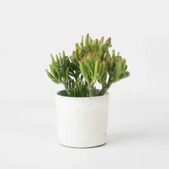 Plant in a Box Jadeplant - Crassula ovata 'Hobbit' - Hoogte 10-20cm - ⌀12cm Online