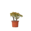 Plant in a Box Jadeplant - Crassula ovata 'Sunset' - Hoogte 30-35cm - ⌀17cm Hot