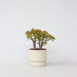 Plant in a Box Jadeplant - Crassula ovata 'Sunset' - Hoogte 30-35cm - ⌀17cm Hot