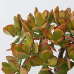 Plant in a Box Jadeplant - Crassula ovata 'Sunset' - Hoogte 30-35cm - ⌀17cm Hot