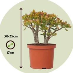 Plant in a Box Jadeplant - Crassula ovata 'Sunset' - Hoogte 30-35cm - ⌀17cm Hot