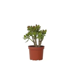 Plant in a Box Jadeplant - Crassula ovata 'Minor' - Hoogte 30-35cm - ⌀17cm