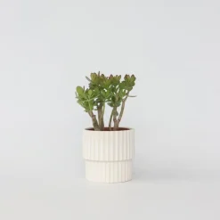 Plant in a Box Jadeplant - Crassula ovata 'Minor' - Hoogte 30-35cm - ⌀17cm
