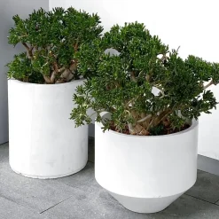Plant in a Box Jadeplant - Crassula ovata 'Minor' - Hoogte 30-35cm - ⌀17cm