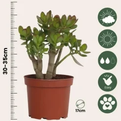 Plant in a Box Jadeplant - Crassula ovata 'Minor' - Hoogte 30-35cm - ⌀17cm