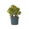 Plant in a Box Jadeplant - Crassula ovata 'Sunset' - Hoogte 55-60cm - ⌀30cm Sale