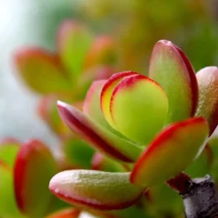 Plant in a Box Jadeplant - Crassula ovata 'Sunset' - Hoogte 55-60cm - ⌀30cm Sale