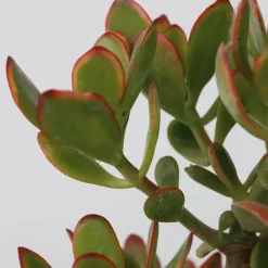 Plant in a Box Jadeplant - Crassula ovata 'Sunset' - Hoogte 55-60cm - ⌀30cm Sale
