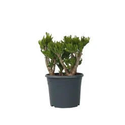 Plant in a Box Jadeplant - Crassula ovata 'Hobbit' - Hoogte 55-60cm - ⌀30cm Online