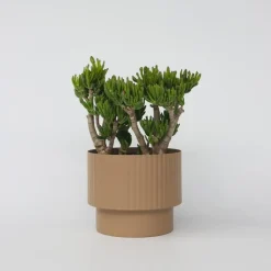 Plant in a Box Jadeplant - Crassula ovata 'Hobbit' - Hoogte 55-60cm - ⌀30cm Online