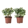 Plant in a Box Jadeplant - Set van 2 - Crassula arborescens 'Curly' - Pot 12 cm New