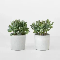 Plant in a Box Jadeplant - Set van 2 - Crassula arborescens 'Curly' - Pot 12 cm New
