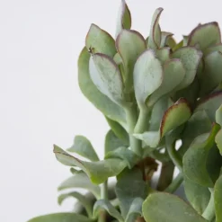 Plant in a Box Jadeplant - Set van 2 - Crassula arborescens 'Curly' - Pot 12 cm New