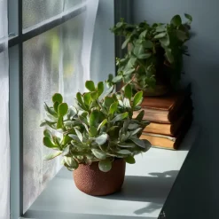 Plant in a Box Jadeplant - Set van 2 - Crassula arborescens 'Curly' - Pot 12 cm New