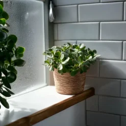 Plant in a Box Jadeplant - Set van 2 - Crassula arborescens 'Curly' - Pot 12 cm New